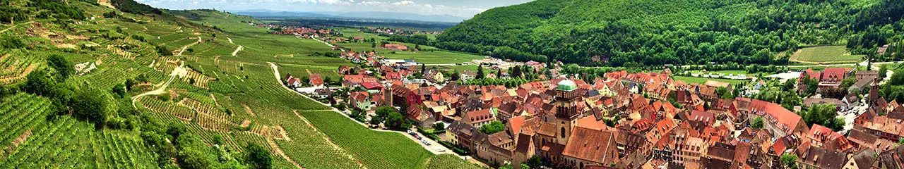 Buy wine AOC Alsace Muscat - Avenue des vins
