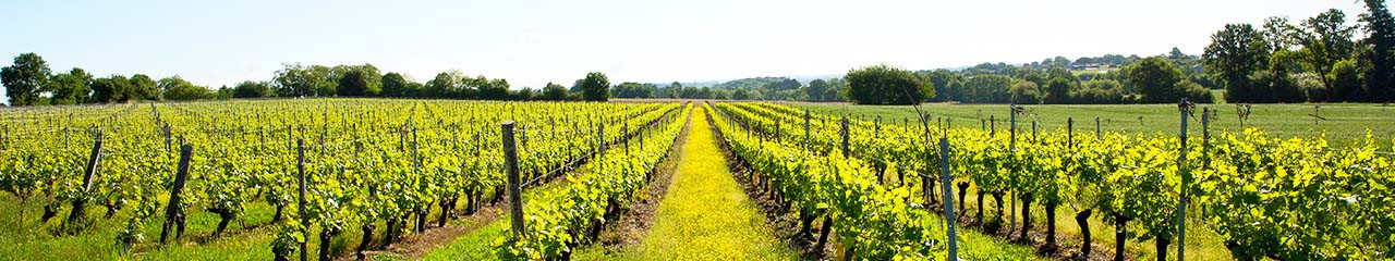 Buy wine Sélection vins Bio à moins de 10€ - Avenue des vins