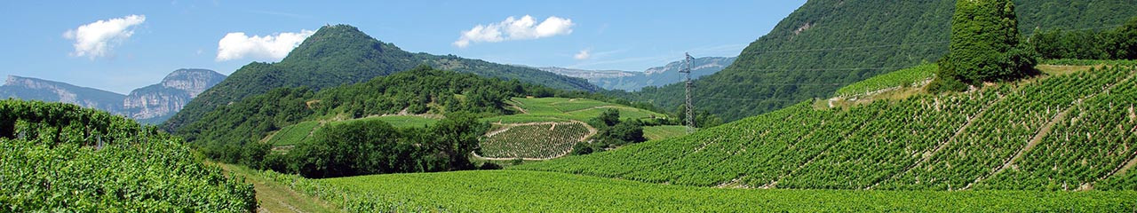 Buy Savoie White Wines: Apremont, Roussette | Direct from Winemakers - Avenue des Vins