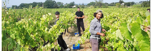 Domaine Le Ver Libre, Tiphanie and Gregory's living wine