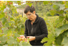 Patricia Alexandre, Domaine des Peyre : de la plume à la vigne
