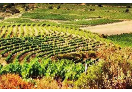 Domaine Belles Courbes: quality wines with a strong identity