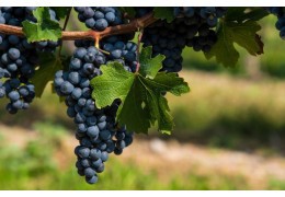 CÉPAGES RÉSISTANTS : DES VINS À DÉCOUVRIR DE TOUTE URGENCE !