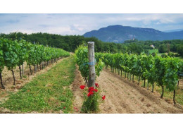Domaine Trichon: organic wines in the Bugey region