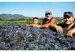 Domaine Roman, une histoire de famille