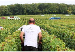 Dubois-Drouilly, a family Champagne house