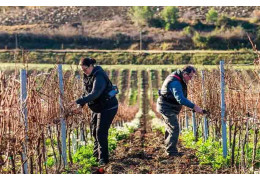 Sieur d'Arques: creating effervescence in the Limoux region