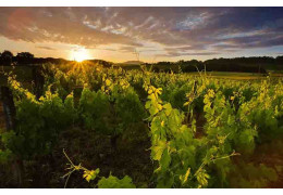 4 FORGOTTEN GRAPE VARIETIES WORTH (RE)DISCOVERING