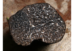 Black truffle: which wines to choose?