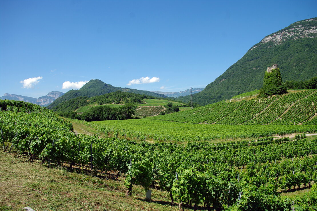 Comté de montagne - Fromages et Vins de Savoie